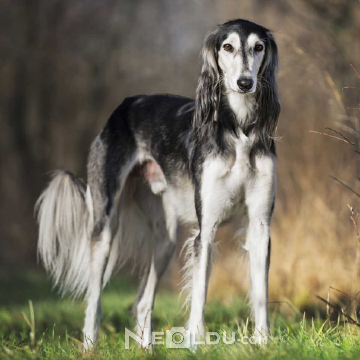 Saluki Köpek Cinsi