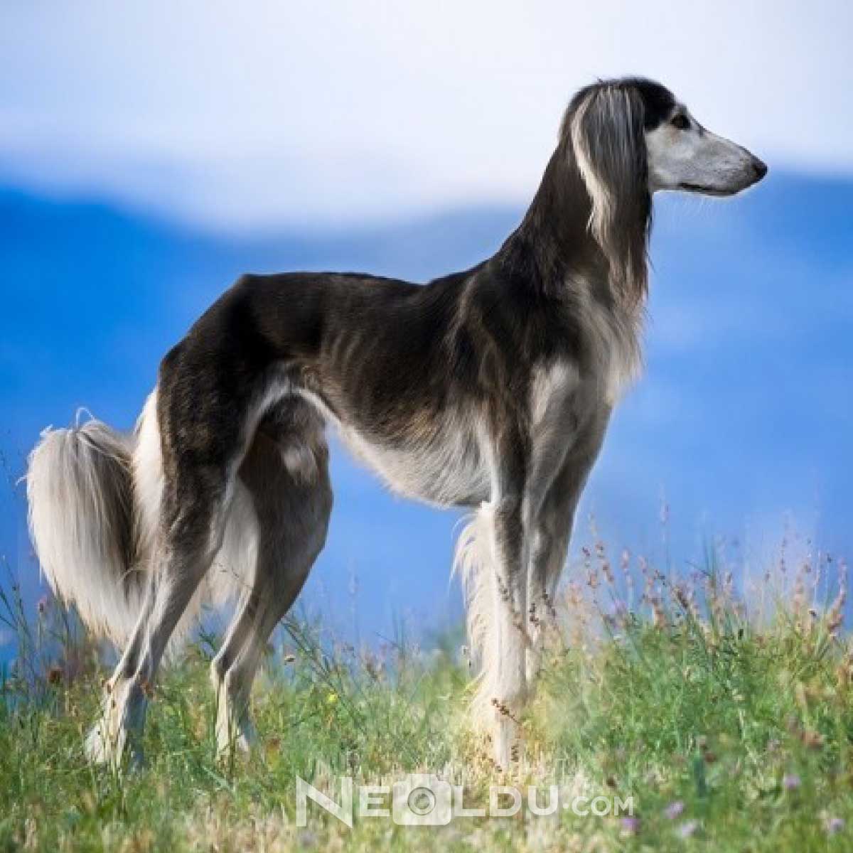 Saluki Köpek Cinsi