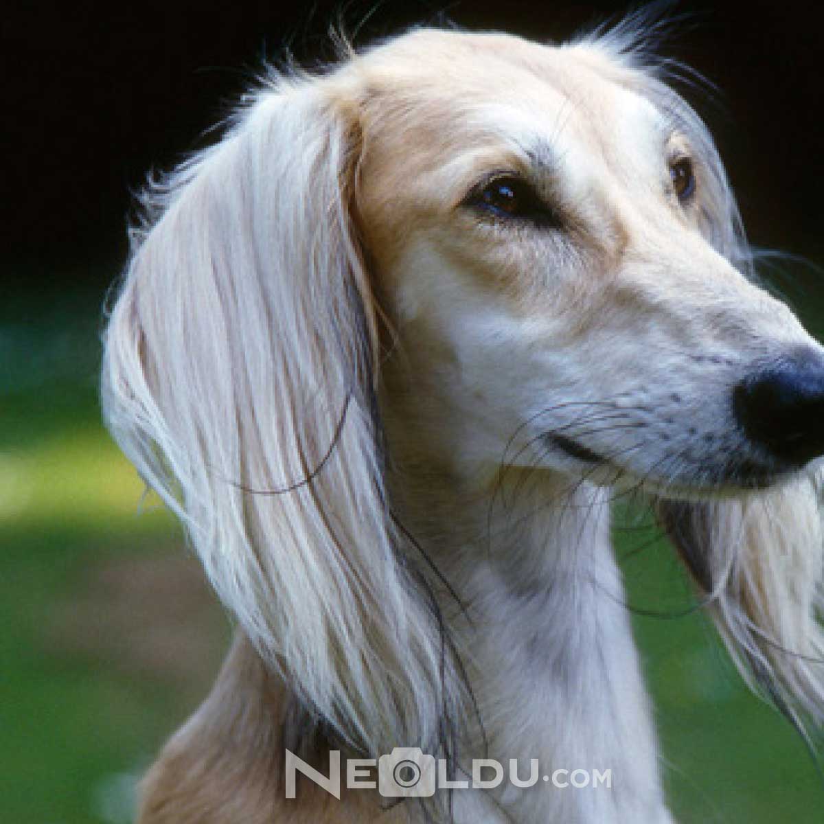 Saluki Köpek Cinsi