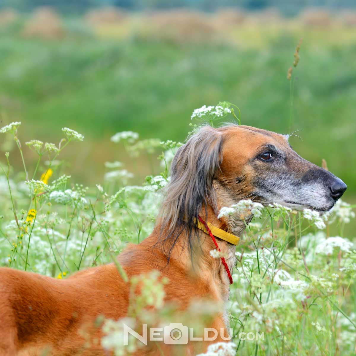 Saluki Köpek Cinsi