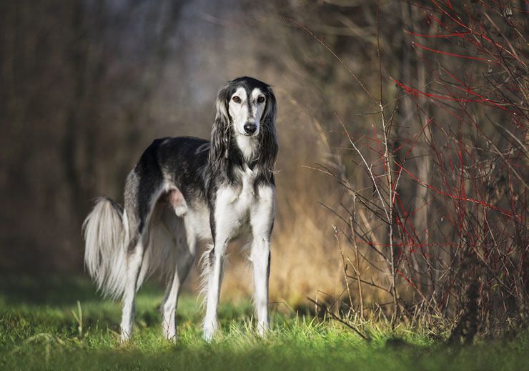 saluki.jpg