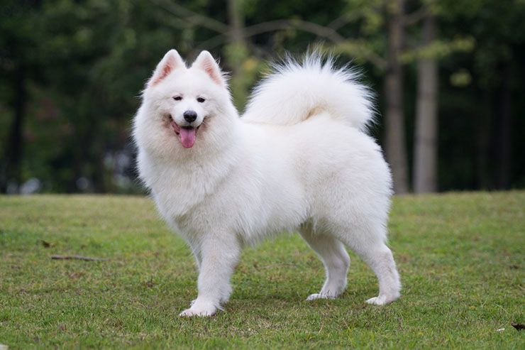 samoyed.jpg