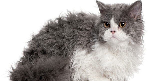 Selkirk Rex kedisi yumuşak ve nazik yapısıyla bilinir