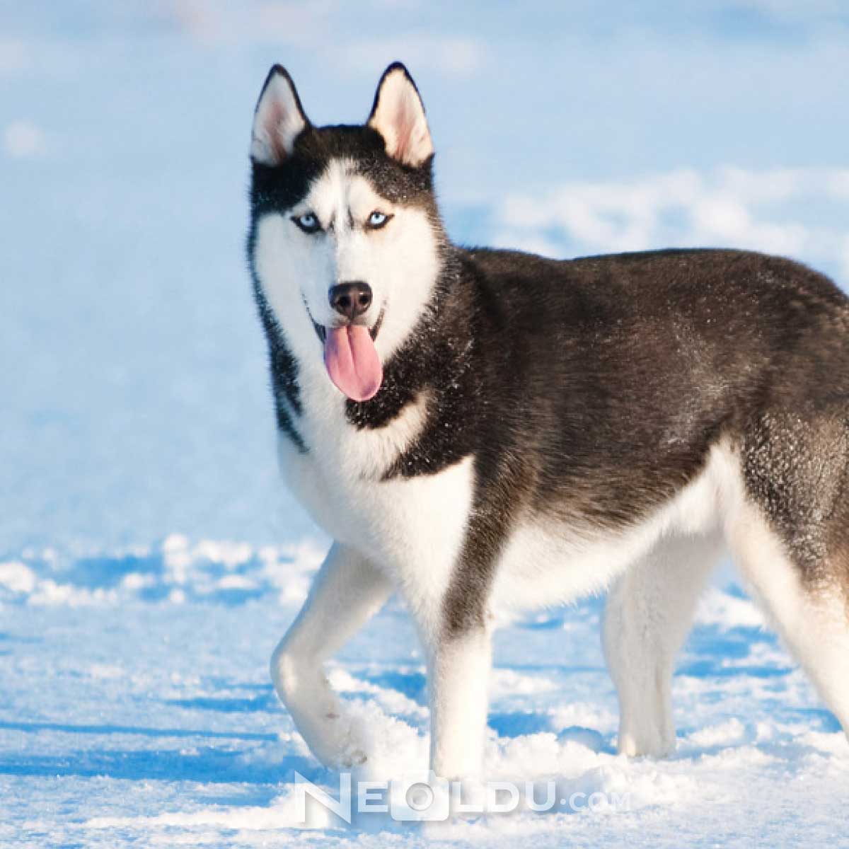 Sibirya Kurdu Husky Köpek Cinsi