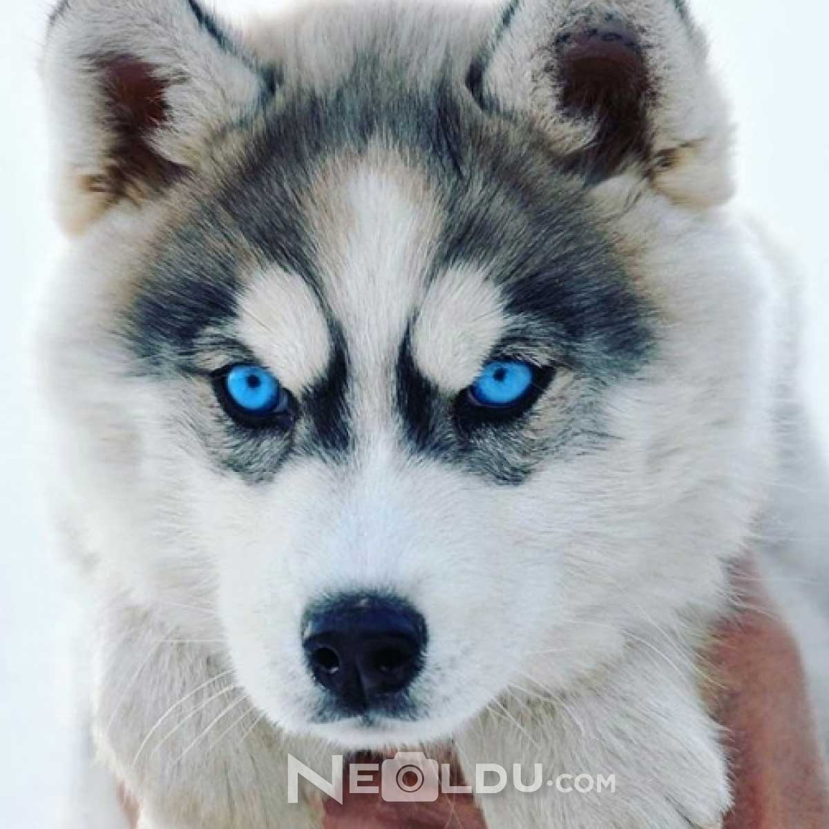 Sibirya Kurdu Husky Köpek Cinsi