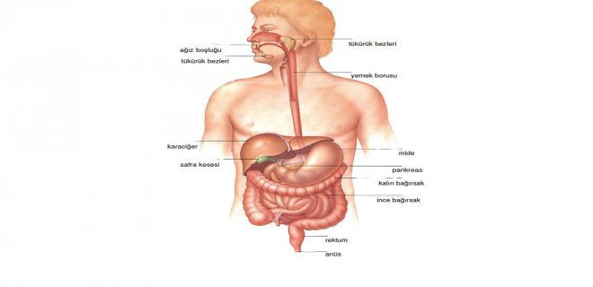 sindirim sistemi