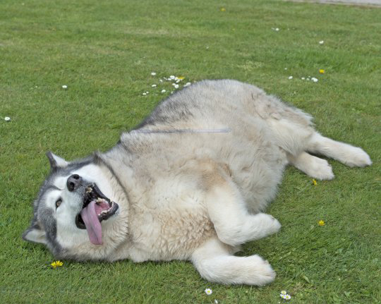 Şişman Köpek George