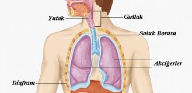 solunum-sistemi1.jpg