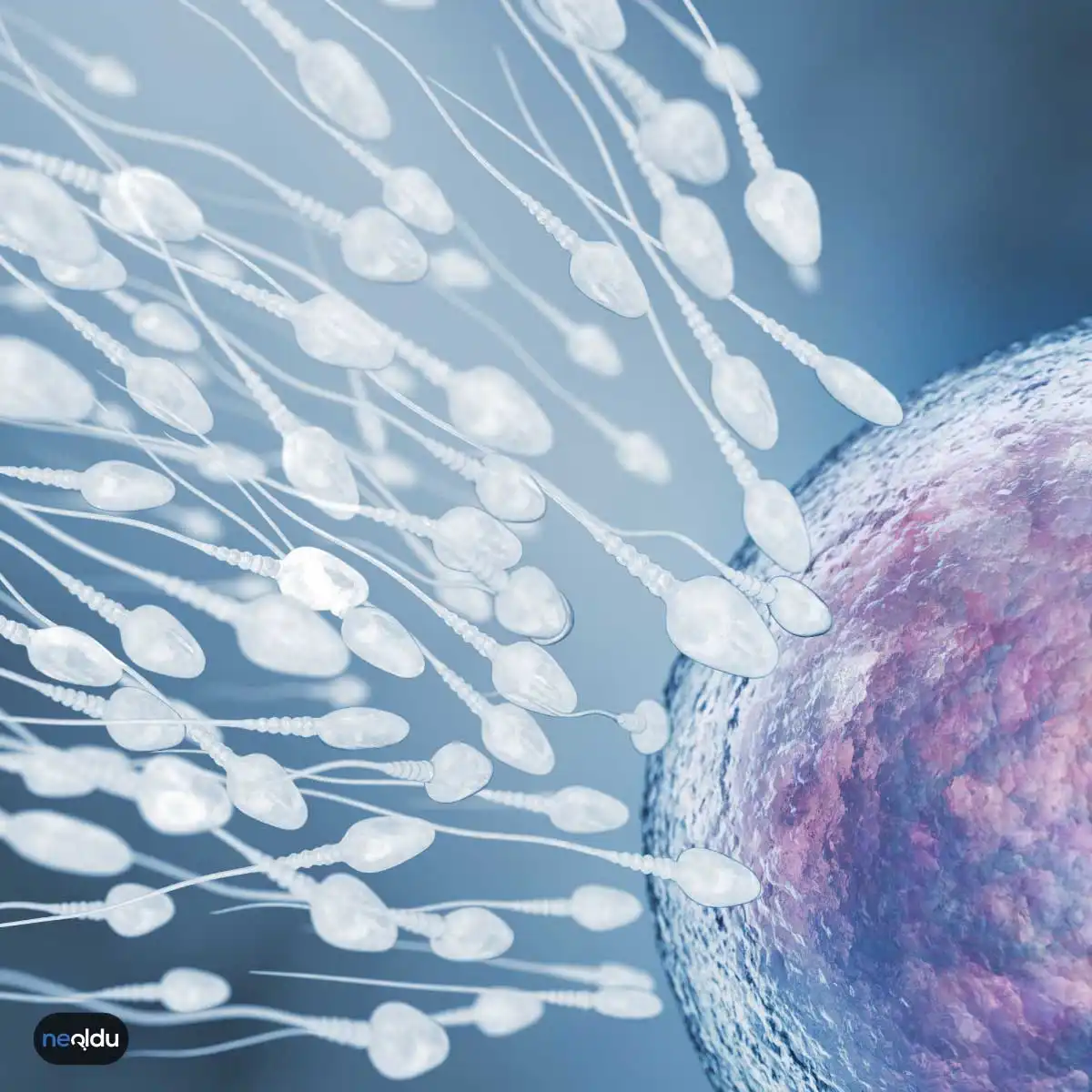 Sperm Hakkında Bilinmeyen Bilgiler