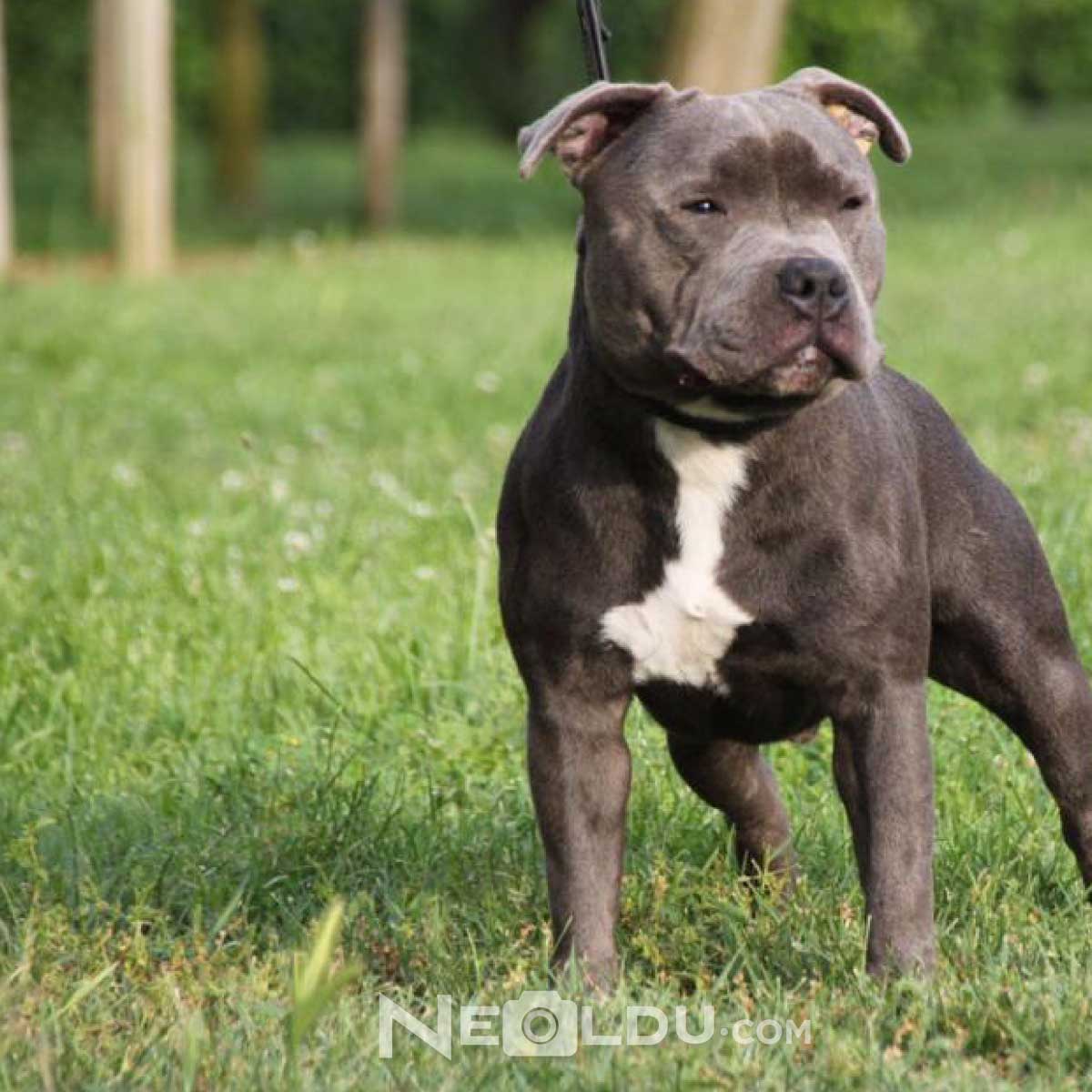 Staffordshire Bull Terrier Köpek Cinsi