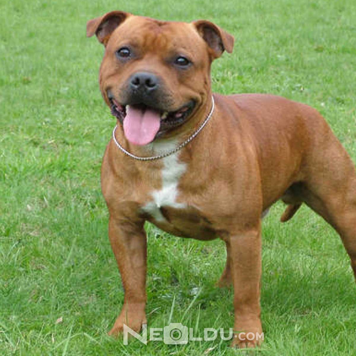 Staffordshire Bull Terrier Köpek Cinsi