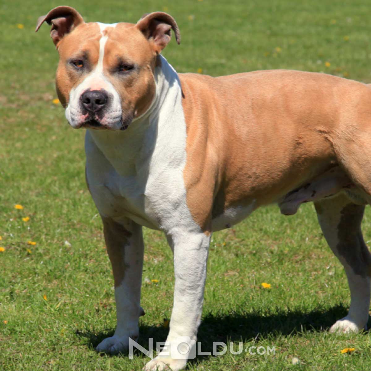 Staffordshire Bull Terrier Köpek Cinsi