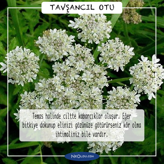 tavsancil-otu.jpg