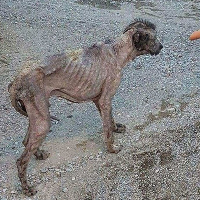 Terk Edilen Köpeğin İnanılmaz Değişimi