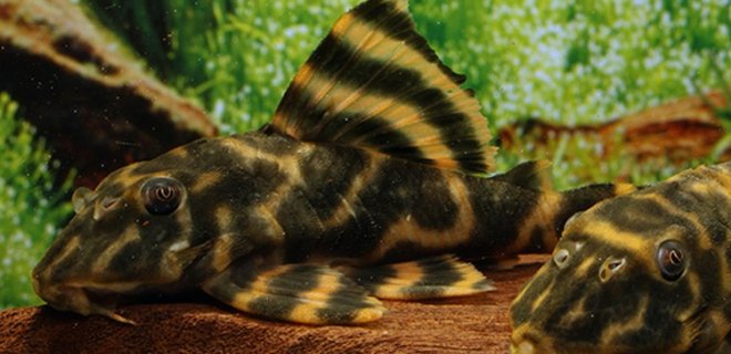 Tiger Pleco