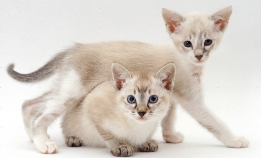 Tonkinese Kedisi