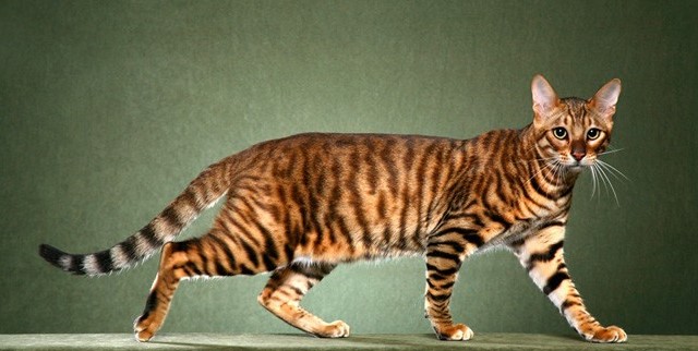 Toyger Kedisi