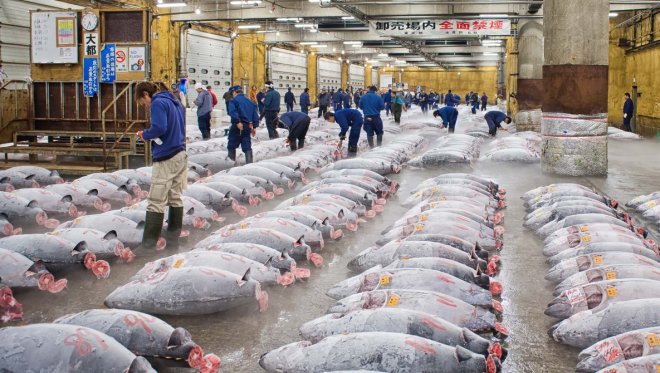 tsukiji-fish-market.jpg