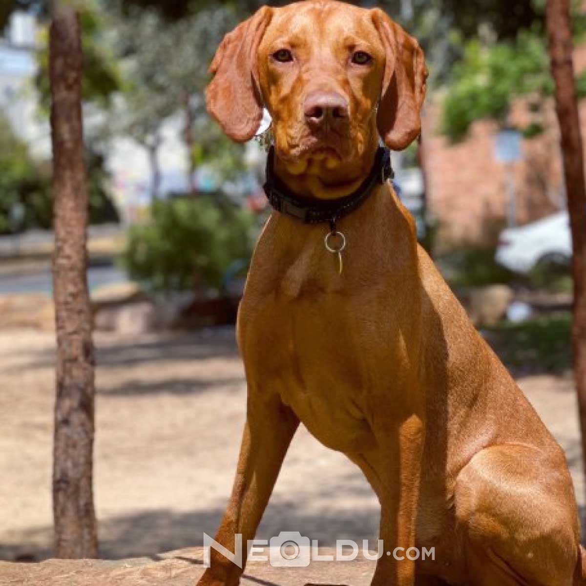 Vizsla Köpeği