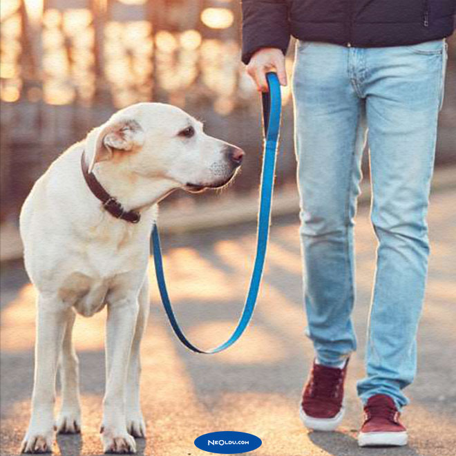 Yavru Köpek Eğitimi