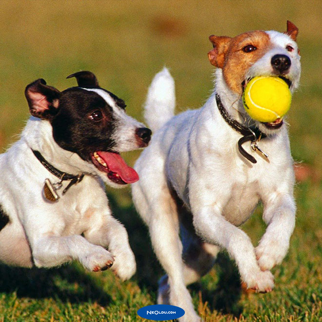 Yavru Köpek Eğitimi