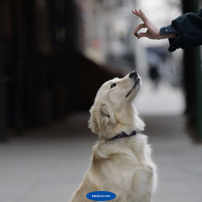 Yavru Köpek Eğitimi