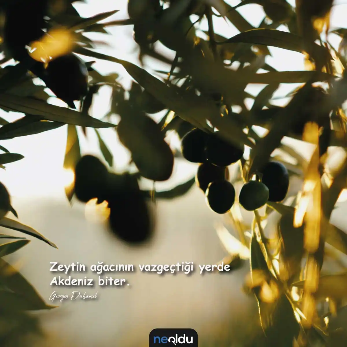 Zeytin Ağacı Görsel 4